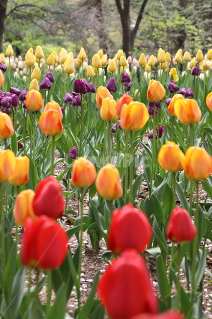 꽃,튤립,봄,공원,자연,계절,색깔,꽃밭,풍경,flowers,tulips,spring,park,field,season,colors,colorful,landscape,nature,봄,계절,spring,season,식물,자연,plants,nature,꽃,flower,plant,blossom