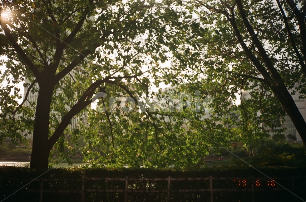 tree,plant,식물,나무,풍경,자연,필름,자연,풍경,nature,landscape