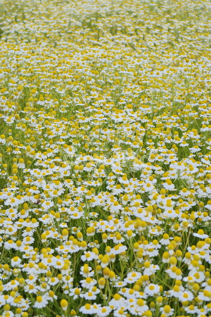 카모마일,캐모마일,꽃,허브,꽃밭,감성,봄꽃,flower,blossom,봄,국화과