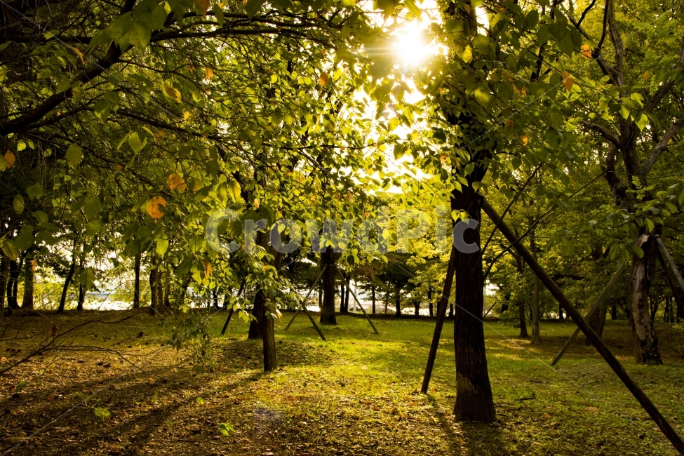 공원,여름,사랑,환상,가을,자연,풍경,nature,landscape,식물,plants,나무,trees,wood,휴식,힐링,rest,relaxation,healing,flare,플레어,light,빛,tree,plant,sunlight,햇빛