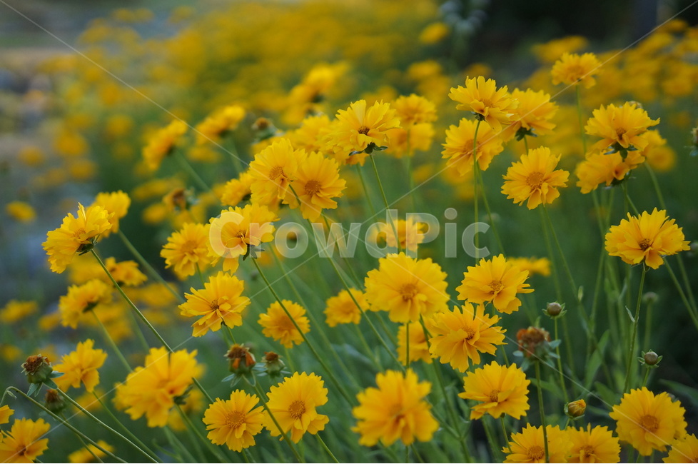 금계국,노랑,꽃,봄,풍경,식물,자연,plants,nature,꽃,flower