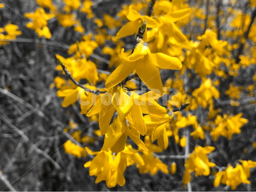 개나리,꽃,노랑,노란색,노랑색,봄,봄꽃,나뭇가지,나무,꽃놀이,꽃구경,yellow,korean,flower,forsythia,plant,flora,spring,nature,bush,tree,outdoor,floral,color,bloom,garden,season,natural,blooming,outdoors,beautiful,colorful,korea,view,blossom,floristic,asia,leaf,beauty,blooms,plants,봄,계절,spring,season,식물,자연,plants,nature,꽃,flower