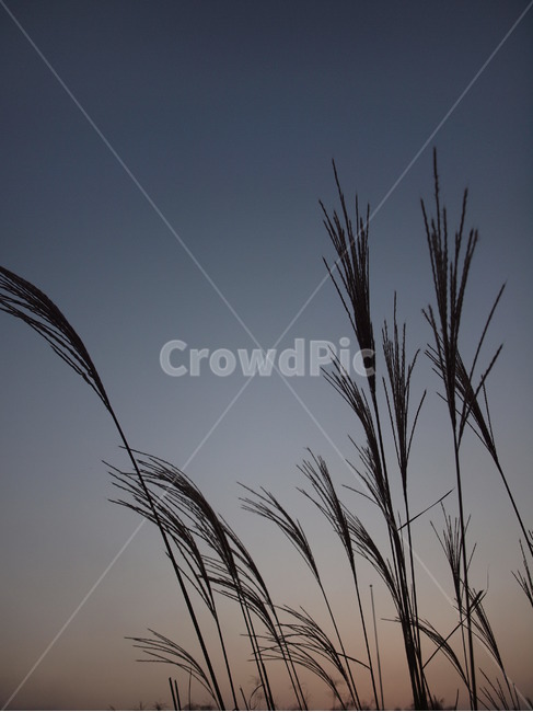 하늘공원,하늘,노을,갈대,억새,reed,lawn,식물,잔디,plant