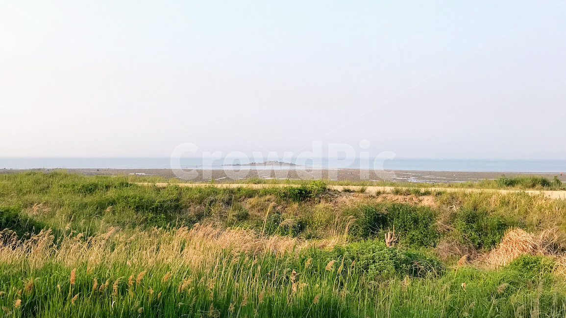 grassland,field,들,자연,nature,outdoors,바다,갯벌,들판,갈대