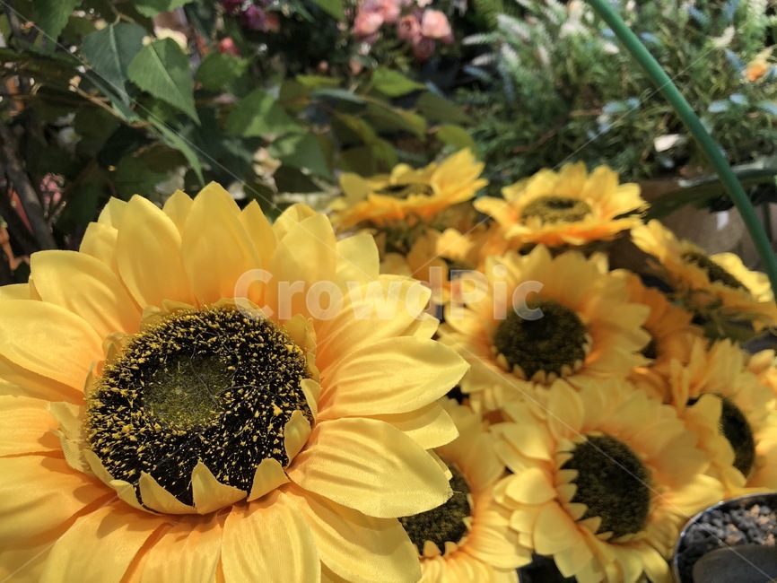 해바라기,꽃,꽃집,flower,sunflower,식물,자연,plants,nature,꽃,flower