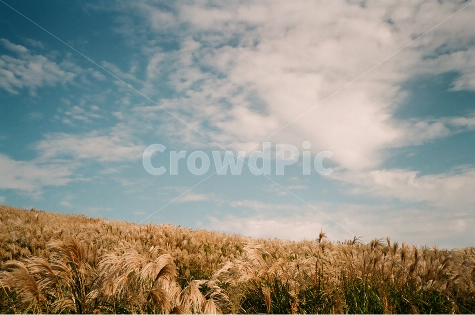 가을,제주도,갈대,필카,필름카메라,오름,가을,계절,fall,autumn,season,자연,풍경,nature,landscape,감성,sensible,feeling,grass,잔디,plant,식물,food,음식