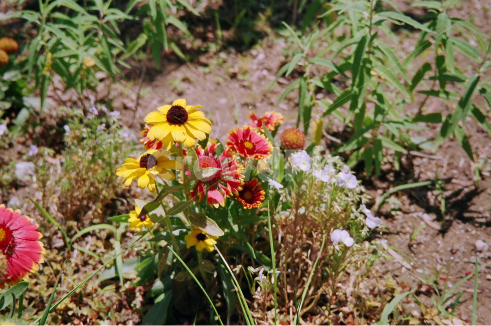 flower,꽃,노란꽃,분홍꽃,정원,yellowflowers,pinkflowers,garden