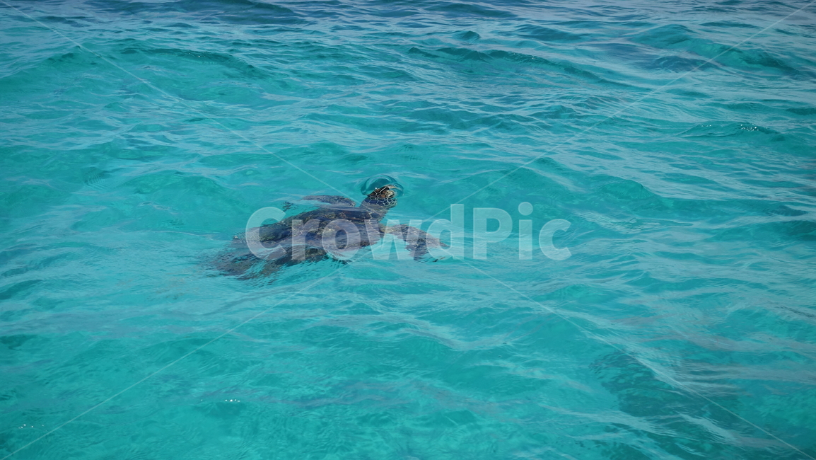 blue,sea,ocean,파란색,바다,전망,자연,nature,aquablue,turtle,거북,동물,해양생물,동물,animal