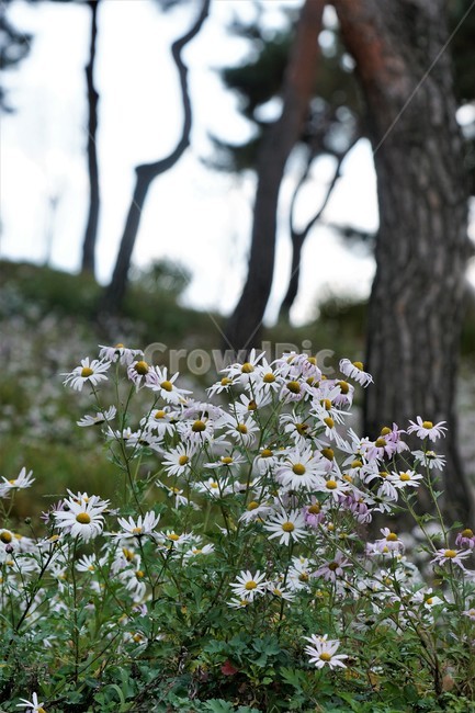 가을,구절초,자연,꽃,식물,언덕,나무,하늘,예쁨,autumn,trees,sky,fall,season,flower,계절,식물,자연,plants,nature,꽃,flower