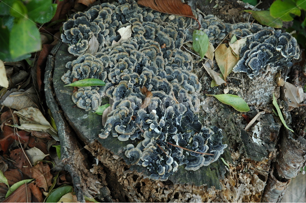 운지버섯,구름버섯,coriolus,버섯,trametesversicolor,버섯,mushroom