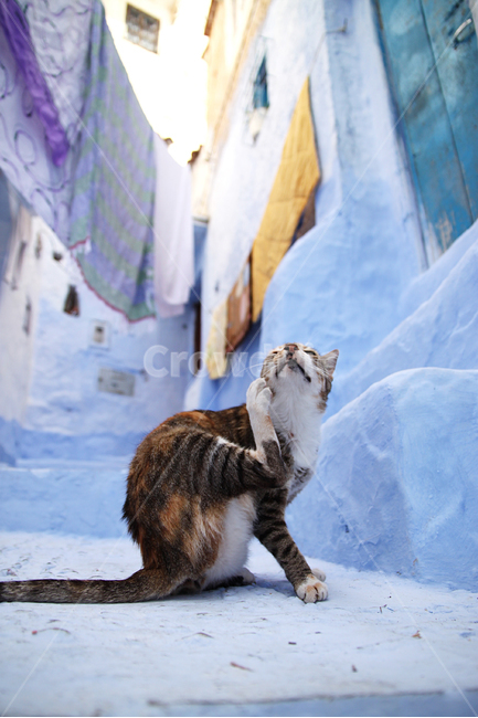 stray cat photo,kitten,stray cat,cat,cuteness,animal,cat photo,close,cute,animal photo