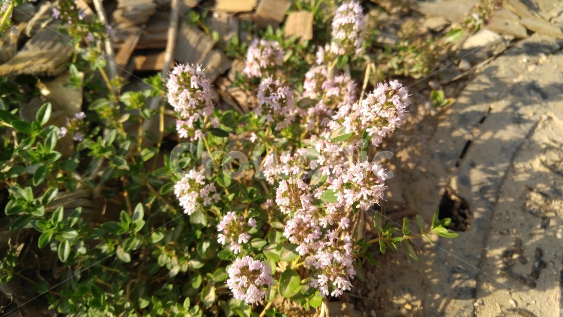 백리향,꽃,연분홍,식물,녹색,배경,감성,계절,flower,pink,flants,green,background,emotional,season
