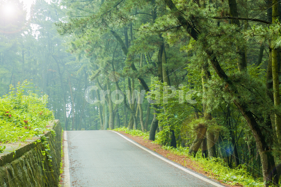 휴양림,수목원,산책로,나무,숲,자연,풍경,nature,landscape,road,도로