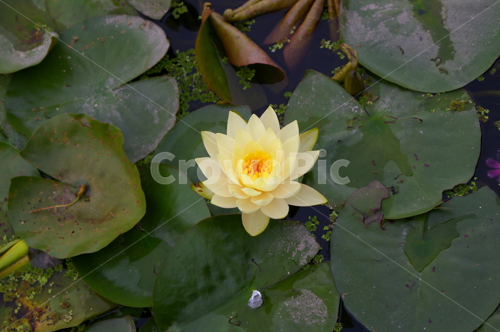 연못,초록,클로즈업,접사,plant,식물,blossom,flower,꽃,연꽃,식물,자연,plants,nature,꽃,flower