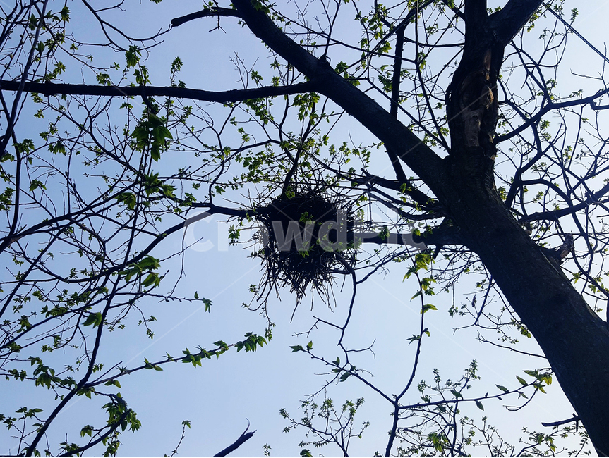 나무,하늘,새집,둥지,새순,새싹,힐링,자연,잎파리