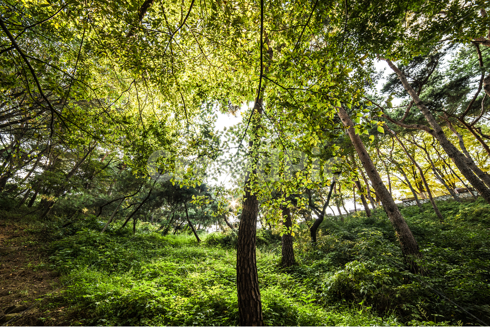 자연,녹색,숲,나무,광각,식물,자연,plants,nature,나무,trees,wood
