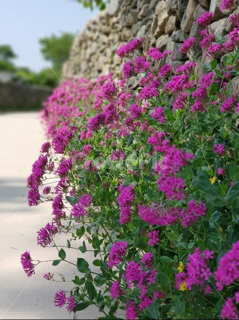 꽃,돌담길,핑크,봄,풍경,외암민속마을,식물,자연,plants,nature,꽃,flower