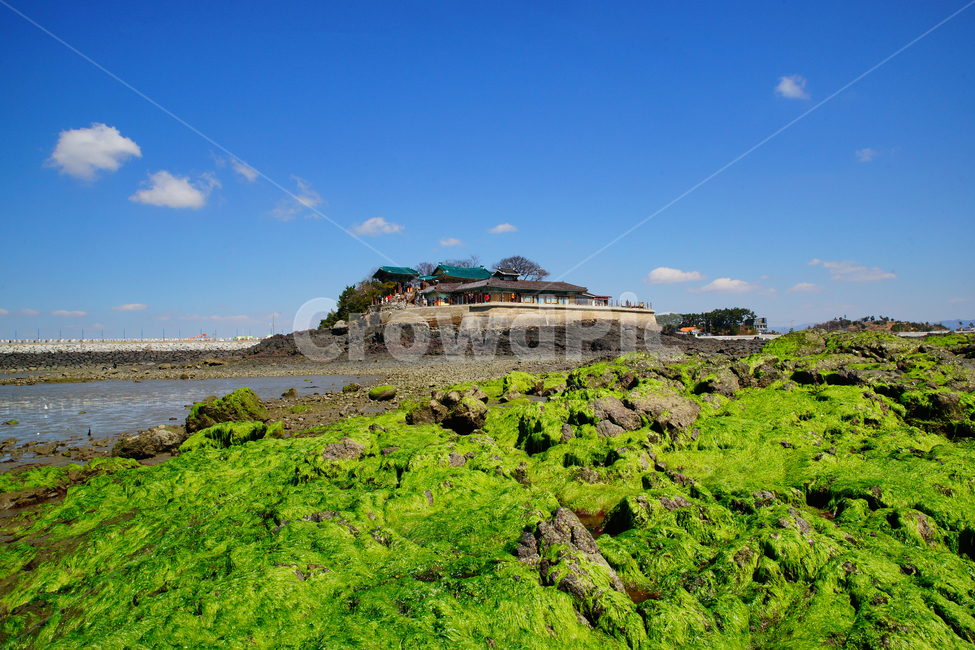 간월암,간월도,파래,푸른하늘,사찰,바다,자연,풍경,nature,landscape,한국자연풍경,한국자연경관,korea nature landscape,plant,식물,moss,이끼