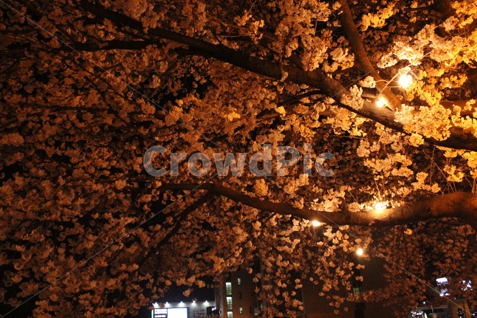 나무,벚꽃,벚꽃축제,밤,전구,봄,계절,spring,season,야경,밤,풍경,nightscape,night,landscape,leaf,잎,plant,식물,tree,maple,단풍