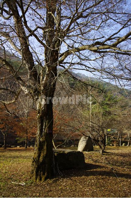 나무,식물,plant,겨울,tree,식물,자연,plants,nature,나무,trees,wood