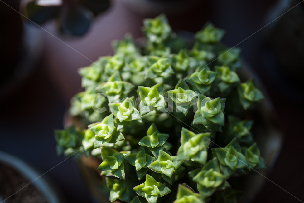 다육식물,식물,화분,botanical,plant,식물,자연,plants,nature,실내용화초,화분,화초,house plant,감성,sensible,feeling
