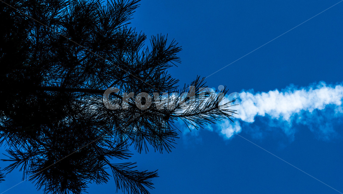 식물,하늘,sky,구름,흔적,자연,풍경,nature,landscape,tree,나무,plant,fir,전나무,conifer,구과 식물