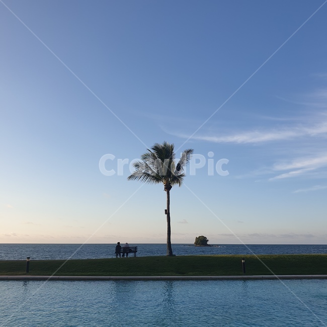 plant,식물,tree,나무,human,인간,person,사람,하늘,sky,blue,파랑,파란하늘,구름,cloud,야자수,수영장,pool,파란색,풍경,바다,sea,view,여름,물,water