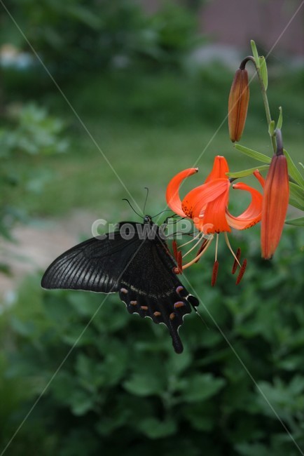 제비나비,호랑나비과,곤충,검은범나비,야생곤충,자연,식물,자연,plants,nature,꽃,flower,동물,animal,곤충,벌레,insect,bug