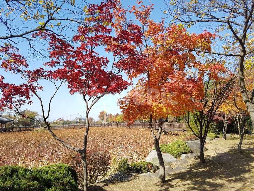 가을,단풍,덕진공원,공원,단풍나무,가을,계절,fall,autumn,season,자연,풍경,nature,landscape,tree,나무,plant,식물,maple