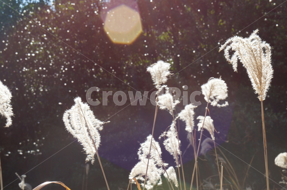 갈대,식물,햇빛,sunshine,plant