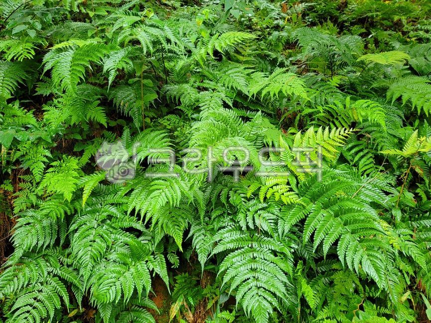 고사리,양치류,식물,숲,자연,plant,nature,fern