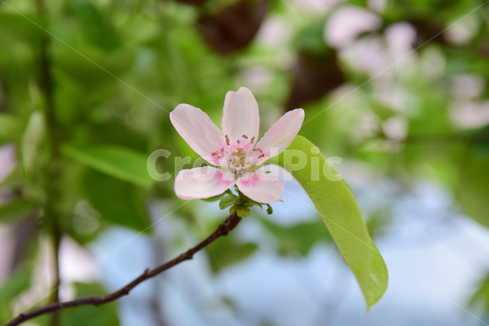 꽃,분홍색,꽃술,꽃잎,핑크,나무,녹색,초록,봄,계절,pink,green,tree,flower,season,spring,5잎,잎,화사한,푸릇푸릇,감성