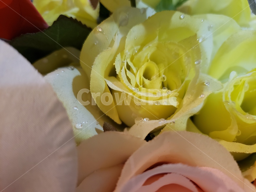 조화,꽃,flowers,노란색,물