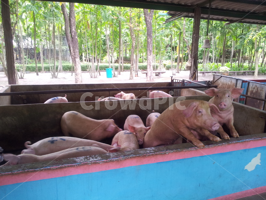 pig,돼지,돼지우리,돼지들,pigs,동물,animal,포유류,mammal,산업,industry,industrial,목축업,목장,livestock farming,ranching,pasture