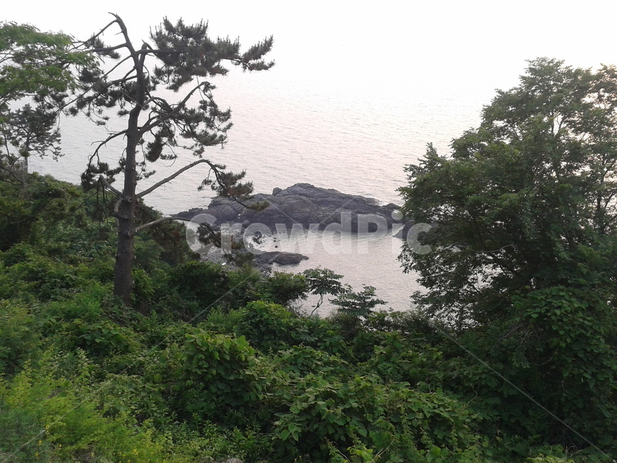 바다,나무,식물,초목,plant,자연,파도,돌