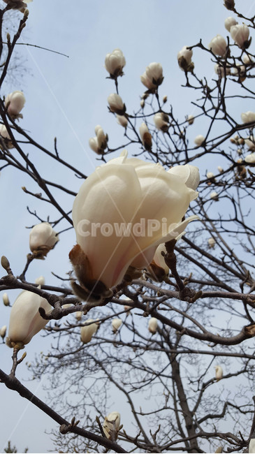 꽃,식물,근접,봄,flower