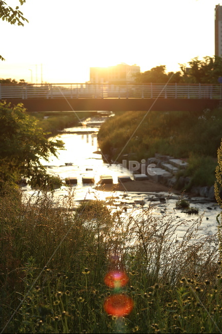 금계국,햇살,빛,아침,풍경,노랑,자연,풍경,nature,landscape,휴식,힐링,rest,relaxation,healing,light,flare,플레어
