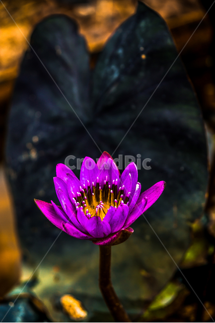 수련,연꽃,꽃,식물,자연,flower,식물,자연,plants,nature,꽃,flower