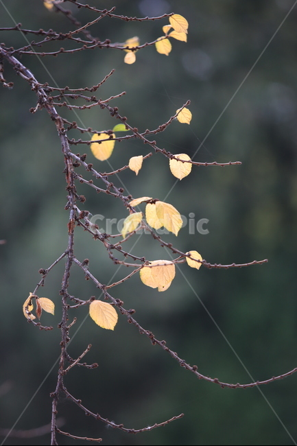 가을,식물,잎세,노랑,나무,가을,계절,fall,autumn,season,식물,자연,plants,nature,plant,leaf,잎