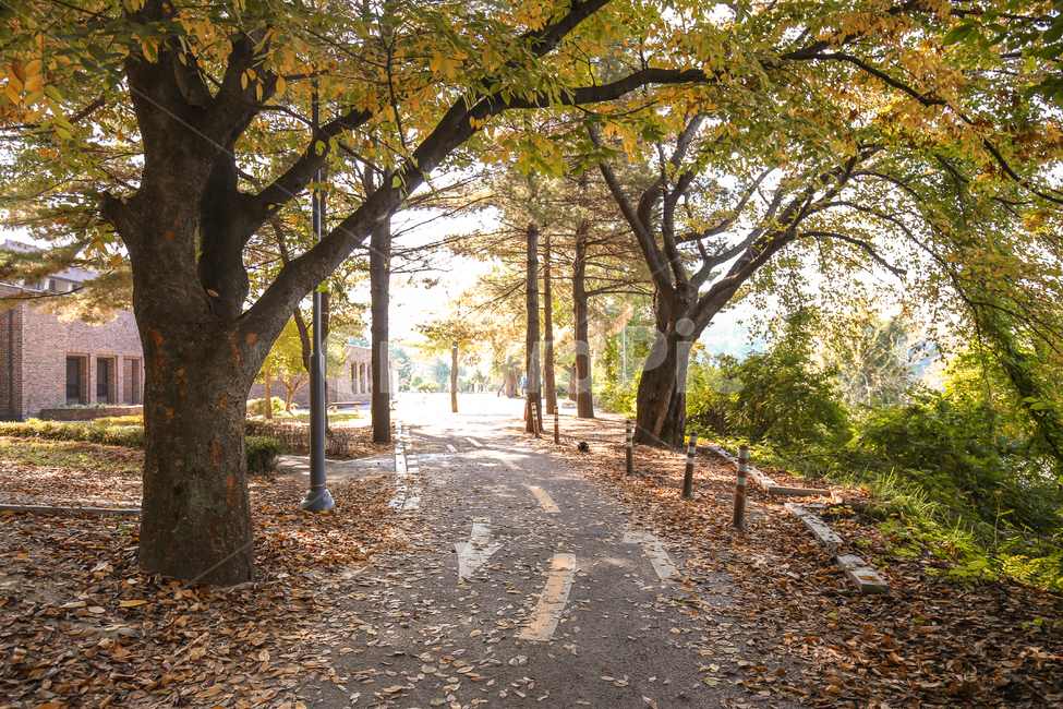 일상,감성,드라이브,가을,낙엽,길,도로,스냅,canon,fall,travle,여행,경치,풍경,scenery,가을,계절,fall,autumn,season,자연,풍경,nature,landscape,식물,plants,나무,trees,wood,tree,plant,tree trunk,나무 줄기,ground,바닥