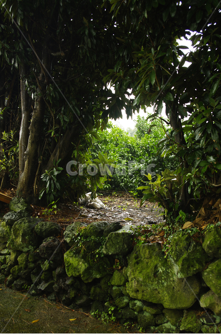 돌담,제주,나무,이끼,풍경,자연,풍경,nature,landscape,plant,식물,outdoors,옥외