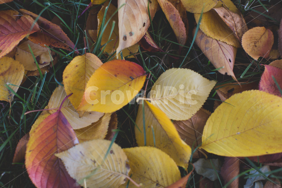 가을,자연,낙엽,나뭇잎,풍경,가을,계절,fall,autumn,season,plant,식물,leaf,잎