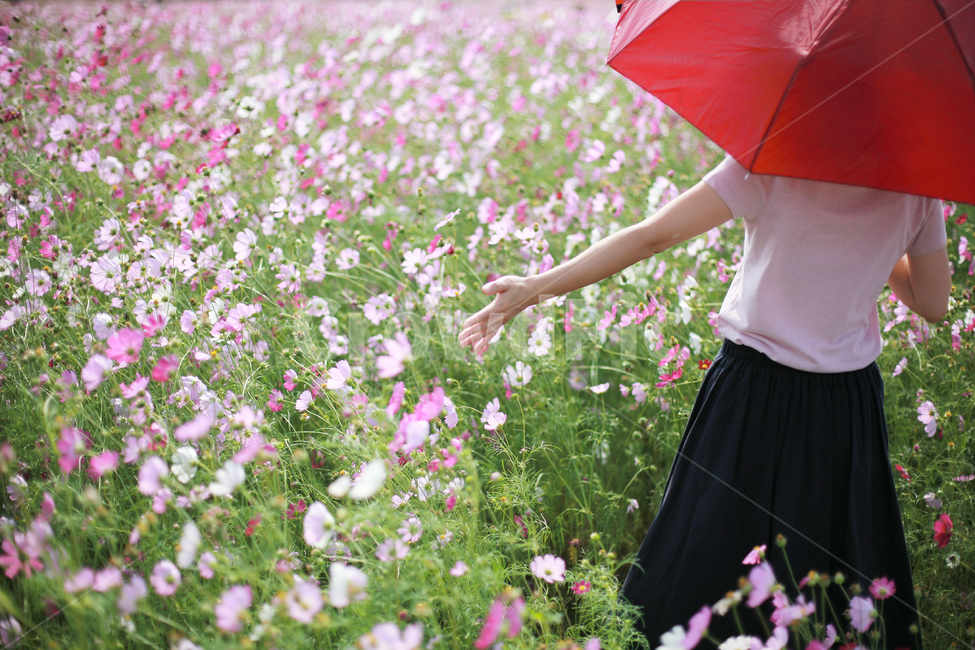 코스모스,여자,꽃놀이,가을,손,식물,자연,plants,nature,꽃,flower,사람,인물,인간,human,person,여성,여자,woman,female,lady