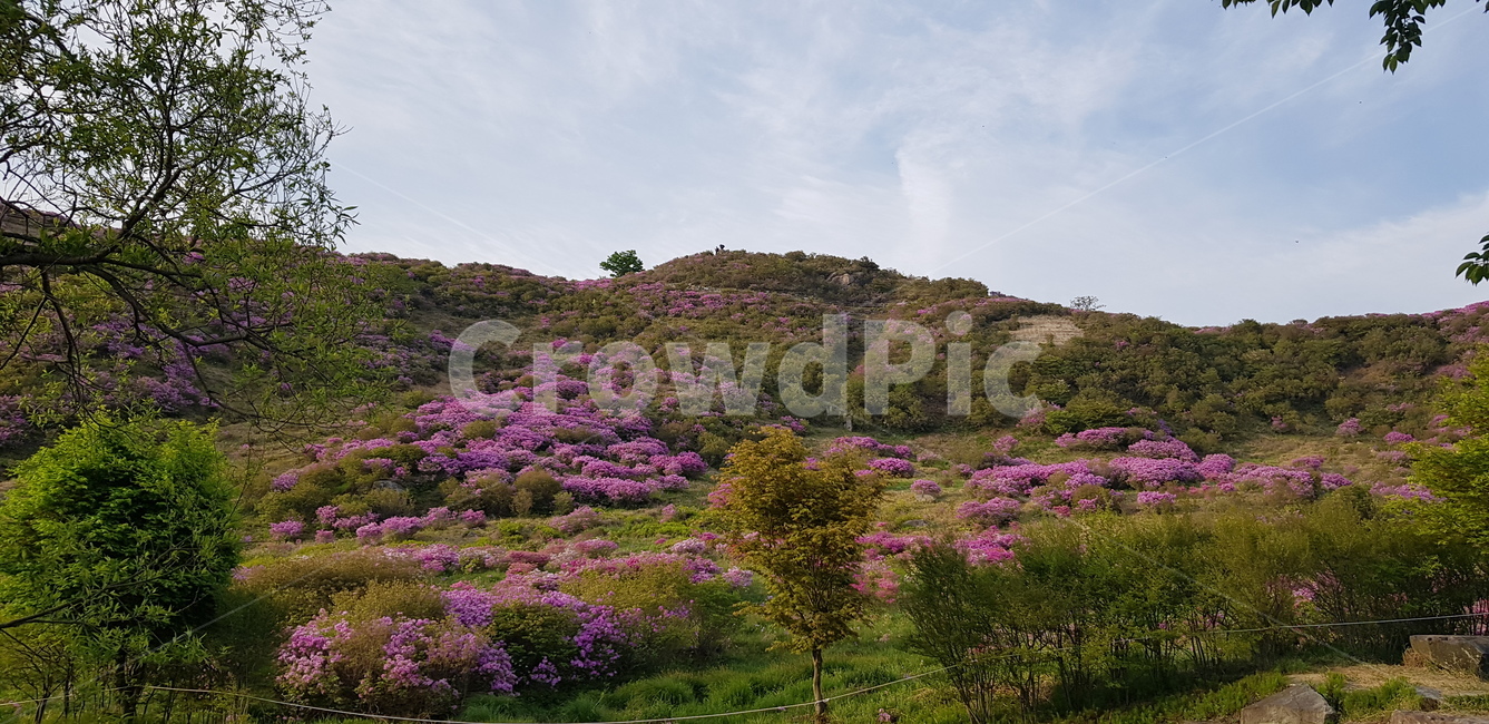 천주산,진달래,산,봄산,봄풍경,자연풍경,자연,풍경,구름,하늘,나무,소나무,진달래밭,분홍꽃밭,꽃밭