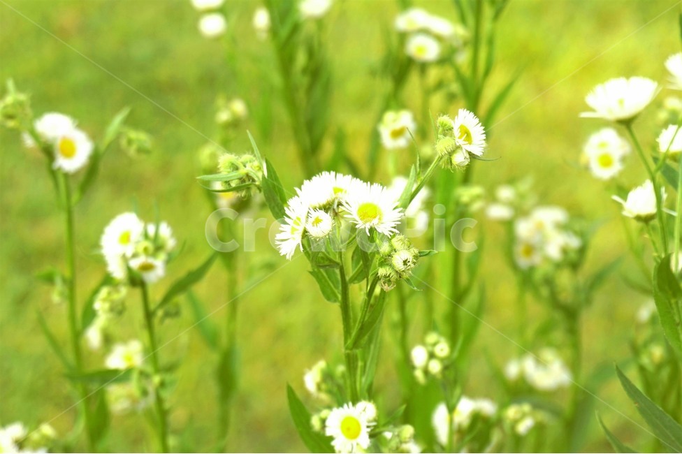 들꽃,꽃,산책,산책로,자연,wildflowers,flower,nature,trail,식물,자연,plants,nature,꽃,flower