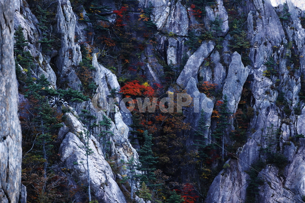 가을,붉은색,단풍,나무,낙옆,산,가을,계절,fall,autumn,season,자연,풍경,nature,landscape,tree,plant,식물,outdoors,옥외