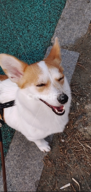 개웃김,개,강아지,애완동물,웃음