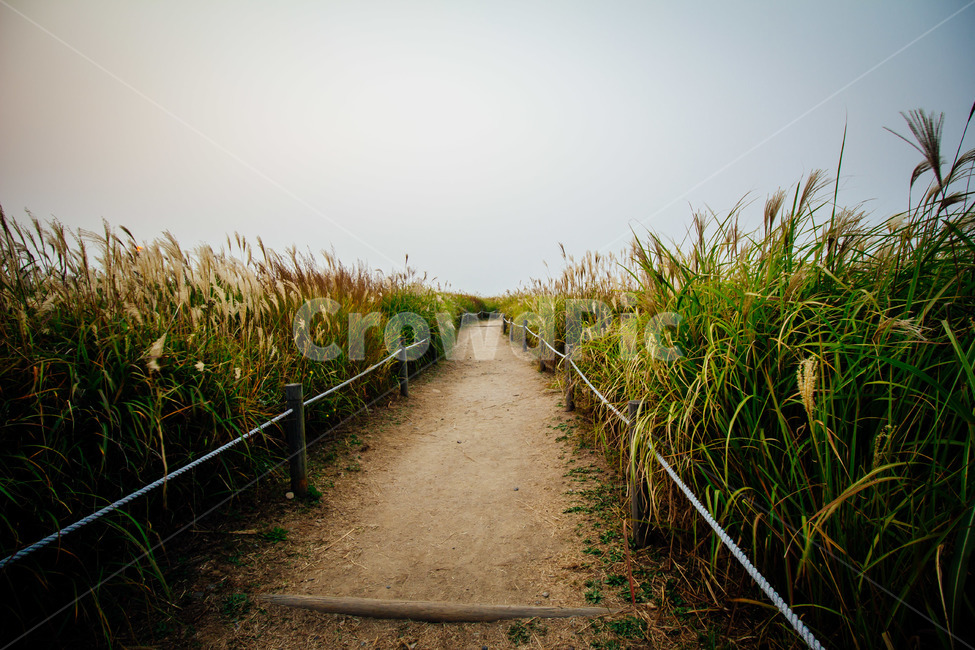 억새,갈대,산길,억새풀,한적한,조용한,쓸쓸한,가을,자연,풍경,nature,landscape