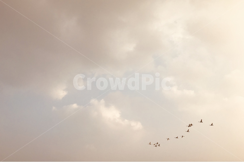 산책,노을,새,철새,하늘,자연,풍경,nature,landscape,동물,animal,조류,새,birds,bird