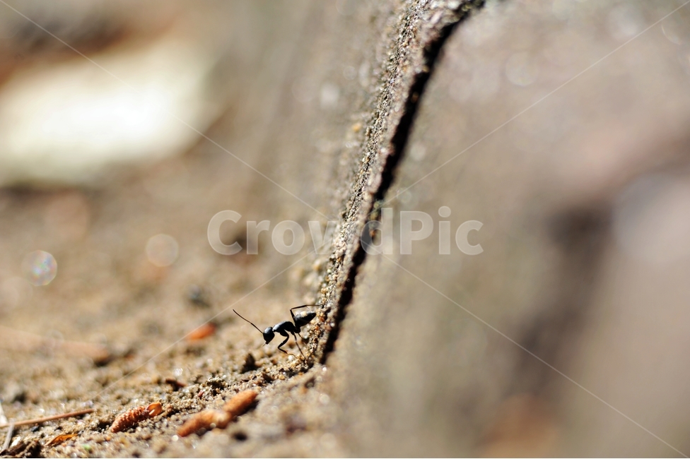 개미,절지동물,곤충,땅개미,수개미,일개미,생물,동물,animal,곤충,벌레,insect,bug